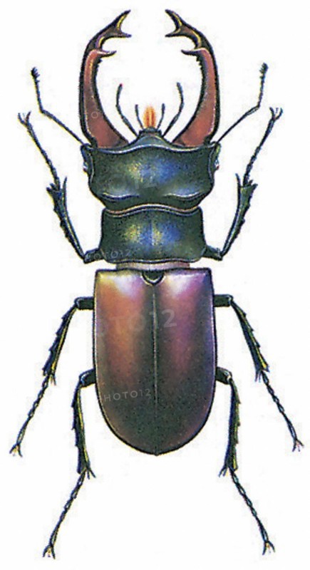 Stagbeetle (Lucanus cervus)