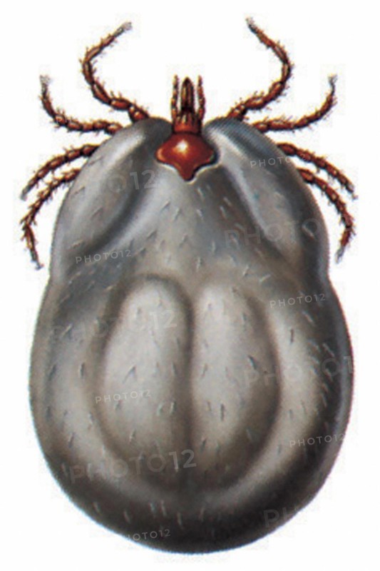 Tick (Ixodes ricinus)