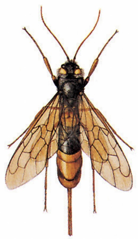Giant horntail or giant wood wasp (Uroceras gigas)
