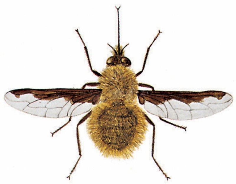 Greater bee fly (Bombylius major)