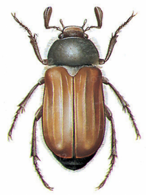 Summer chafer (Amphimallon solstitiale)