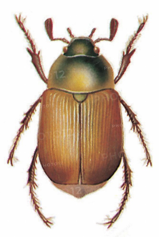 Chafer (Anomala dubia, Scarabaeus)