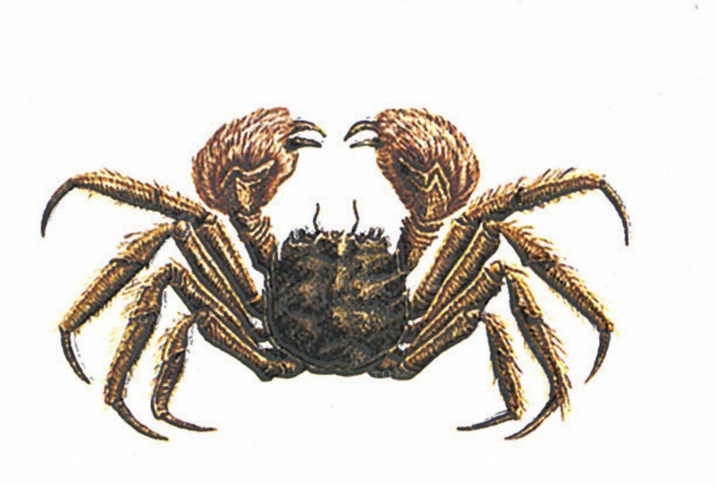 Crabe chinois (Eriocheir sinensis)