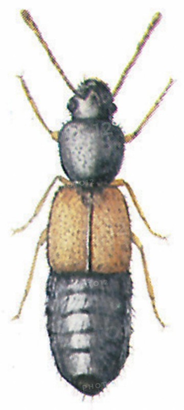 Rove beetle (family: Staphylinidae, genus: Bledius)