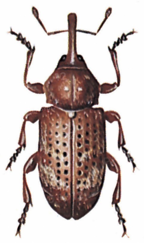 Banded pine weevil (Pissodes pini)