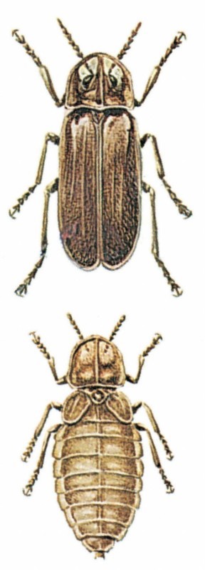Lampyres, ou lucioles (Lampyridae)