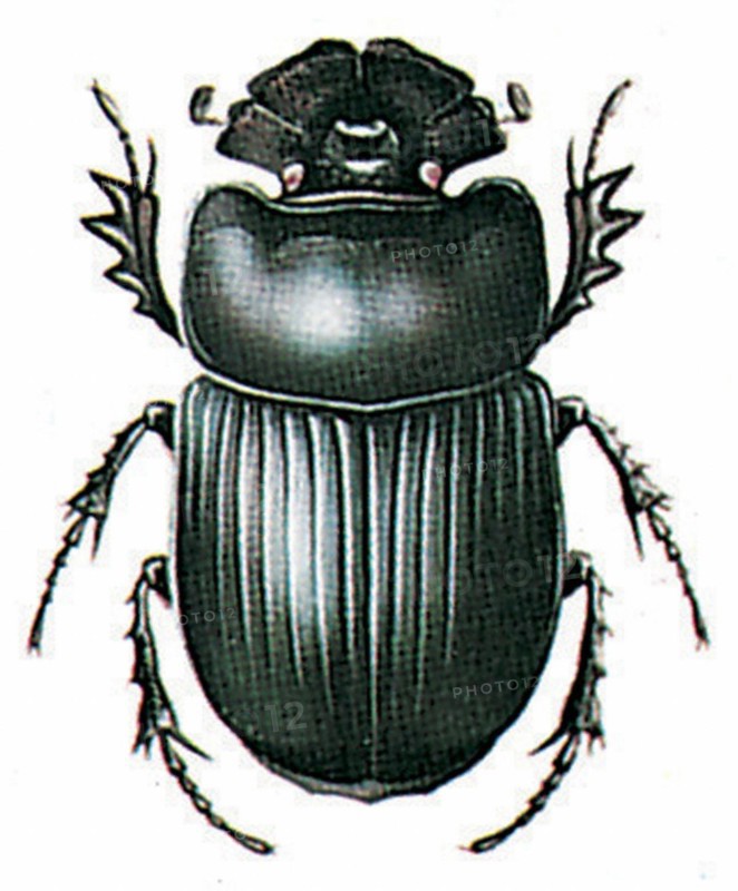 Copris lunaris