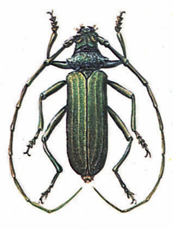 Aromia moschata