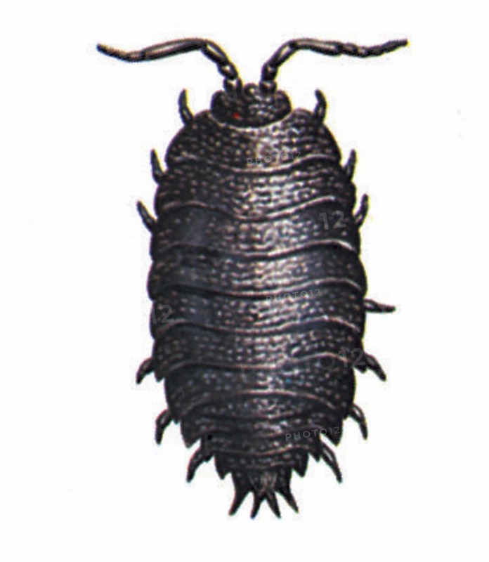 Woodlouse