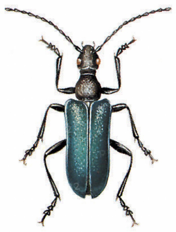 Gaurotes virginea
