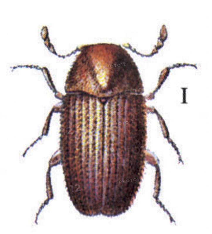 Drugstore beetle (Stegobium paniceum)