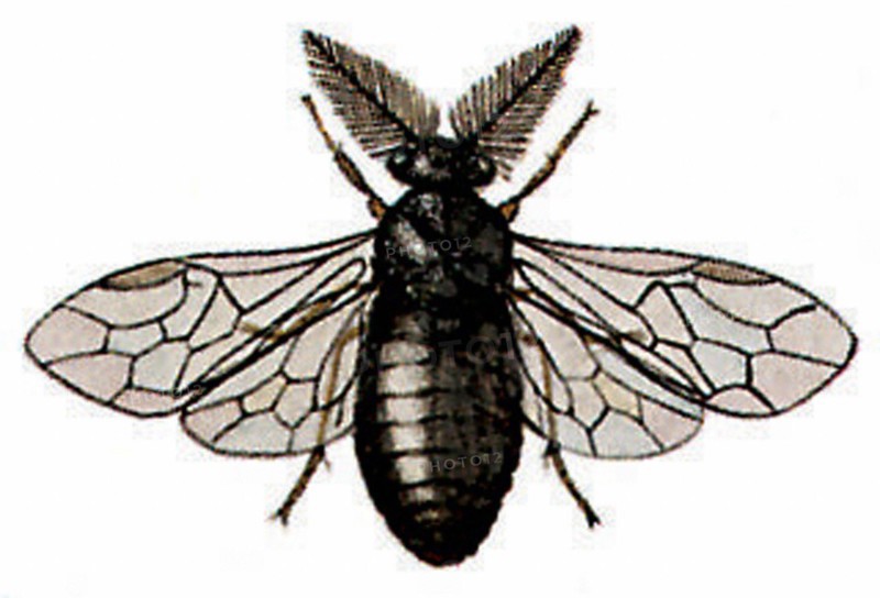 Diprion pini