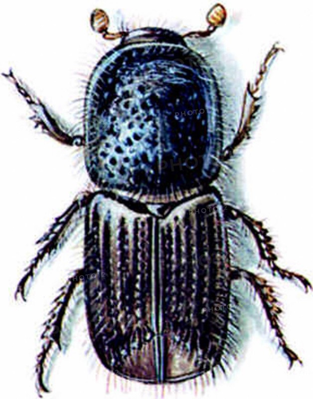 Scolyte