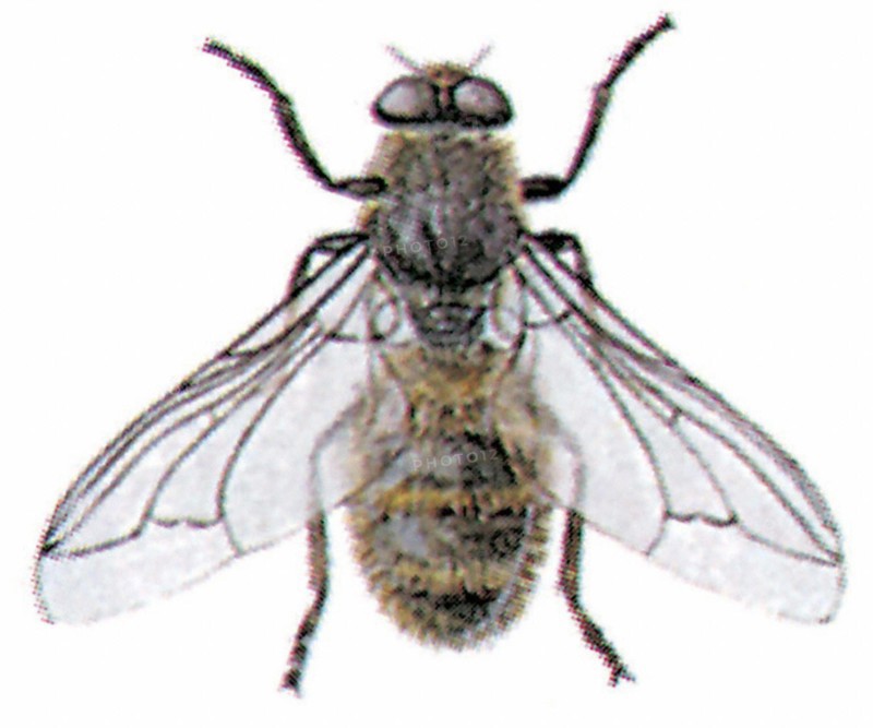 Hypoderma bovis