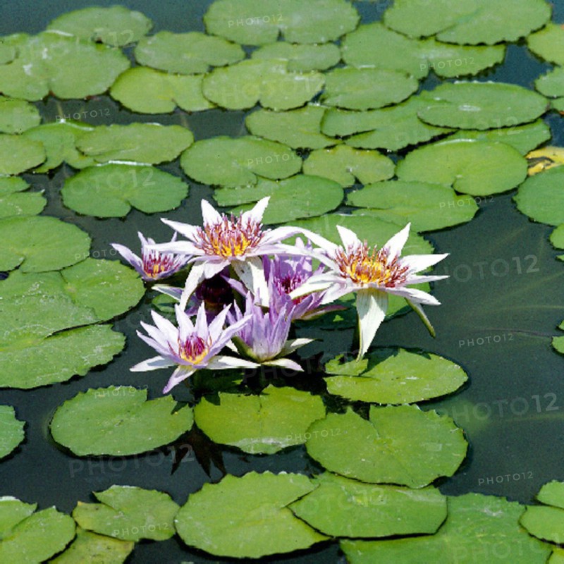 East African water lily (Nymphaea spec.)
