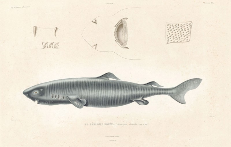 Northern Lemargue
