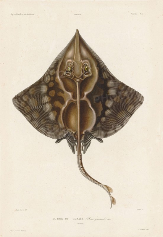 Gaimard's ray