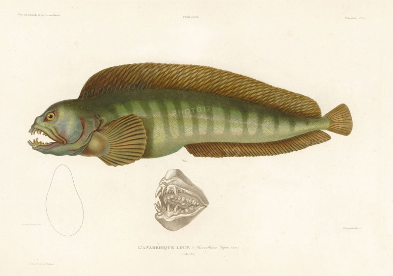 Atlantic wolfish