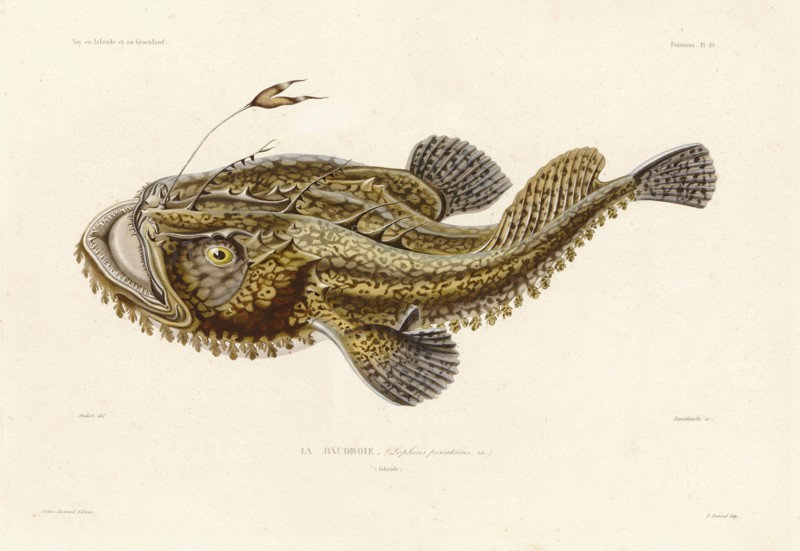 Anglerfish