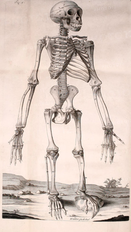 Chimpanzee skeleton