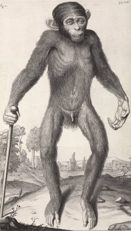 Chimpanzee