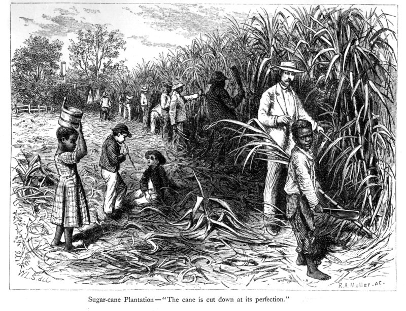 Scène dans une plantation de canne à sucre