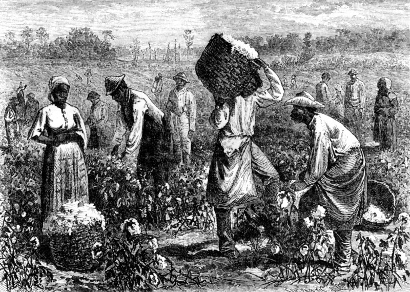 A coton plantation