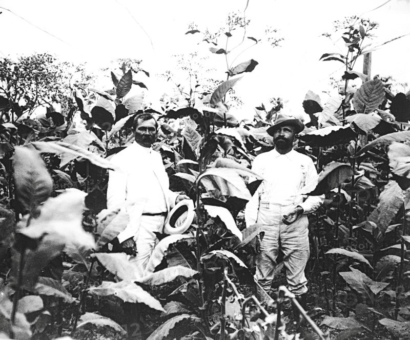 Tobacco field in Cuba
