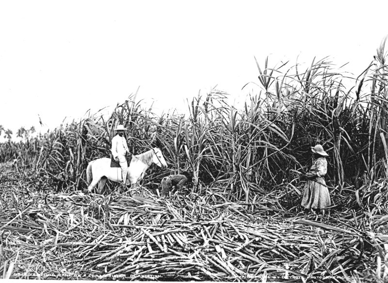 Récolte de la canne à sucre dans une plantation