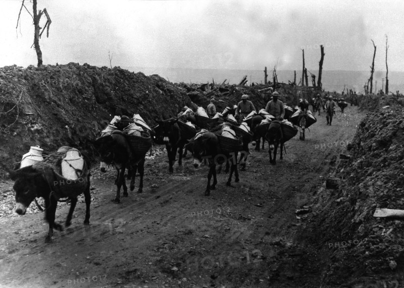 Donkeys bringing food to soldiers in trenches, 1916