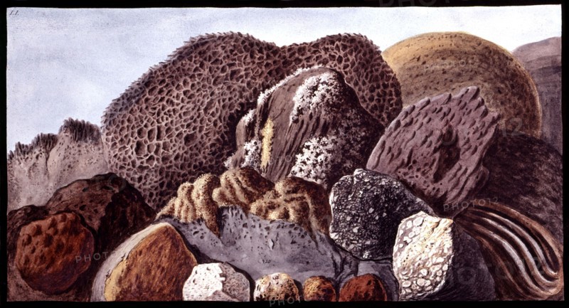 Minerals and vegetal sponges
