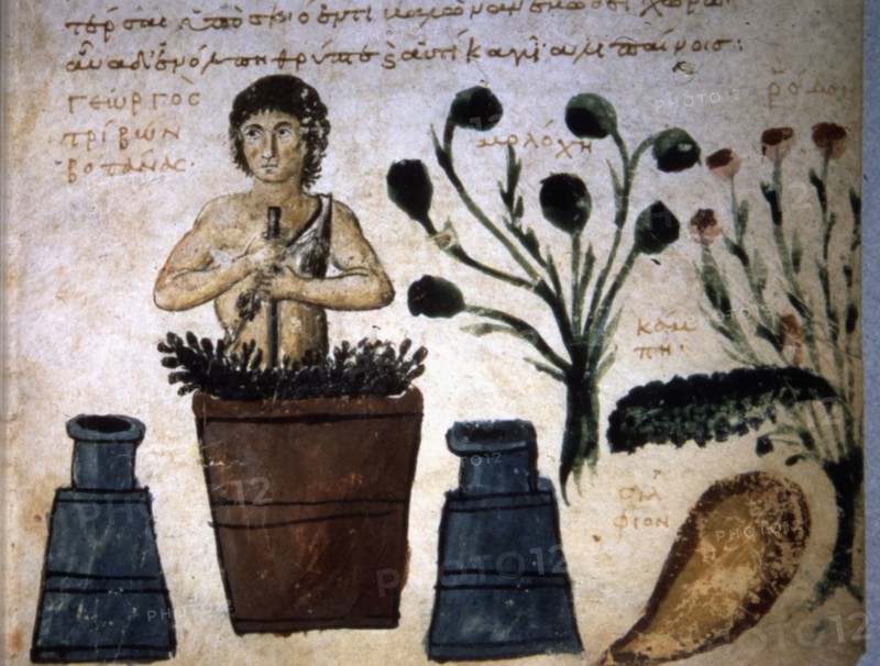 Traité sur les morsures de serpents. Des plantes sont pilées dans un mortier