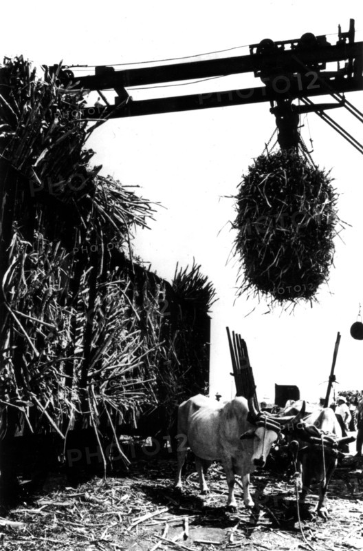 Harvesting of sugar cane, main ressource of the country