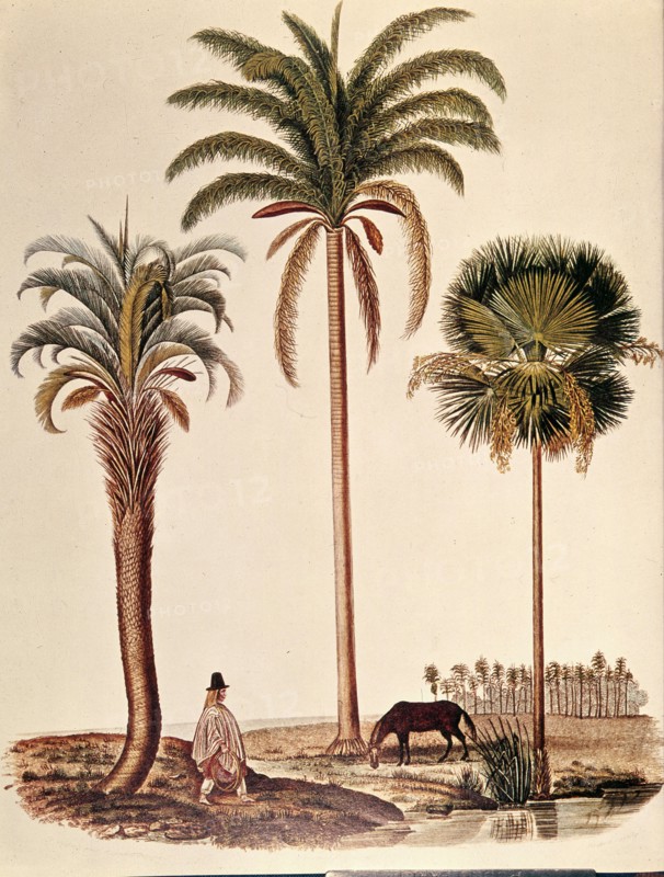 Les palmiers