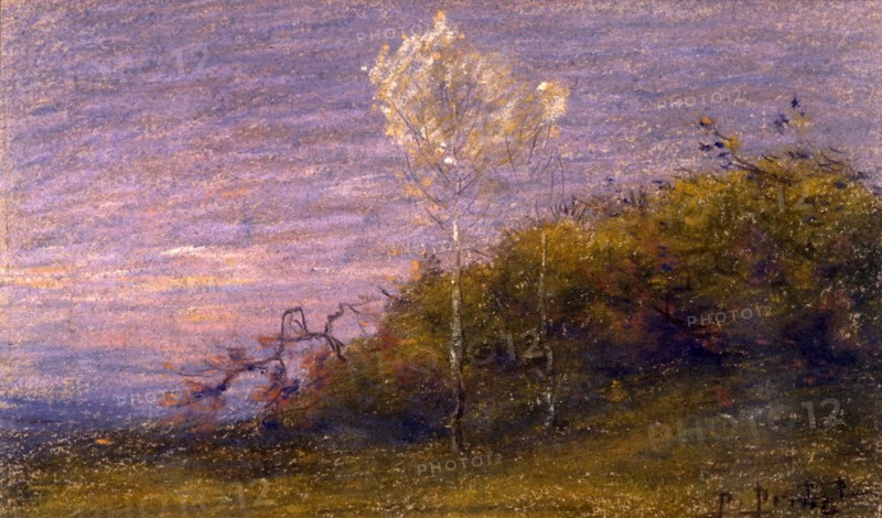 Prins, Arbre aux feuilles d'argent