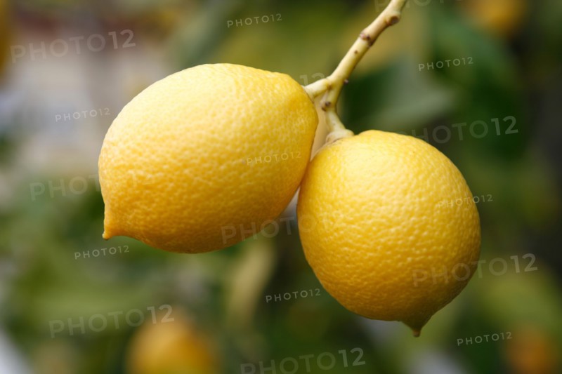 Citrons jaunes