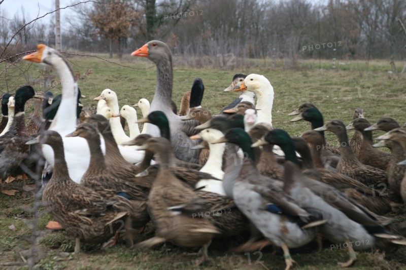 Oies et canards