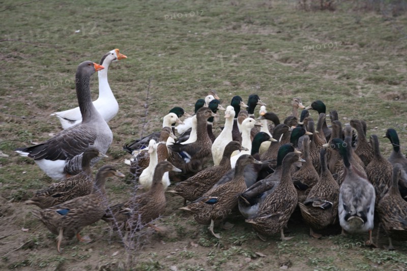 Oies et canards