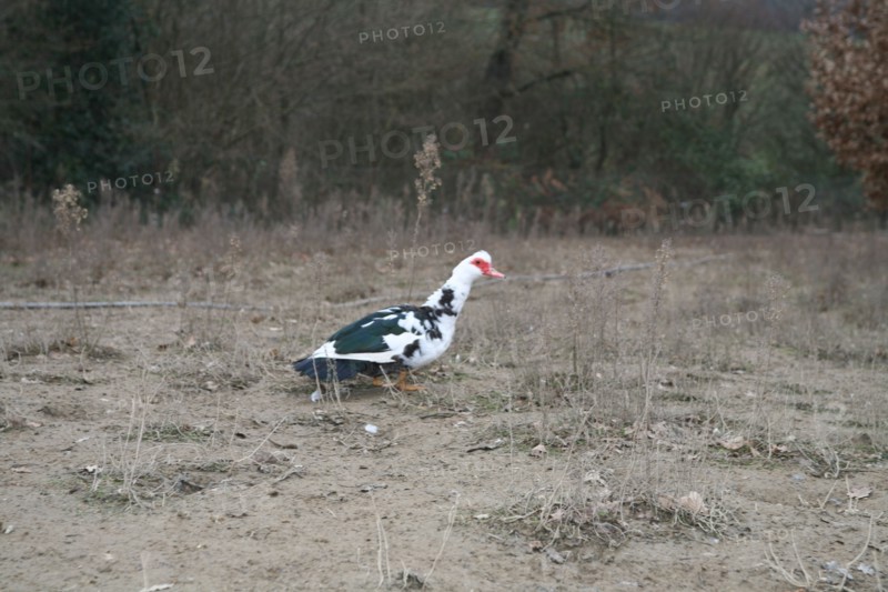 Canard blanc et noir