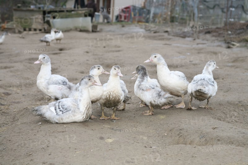 Canards blancs