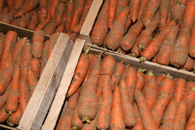 Carrots in a crate