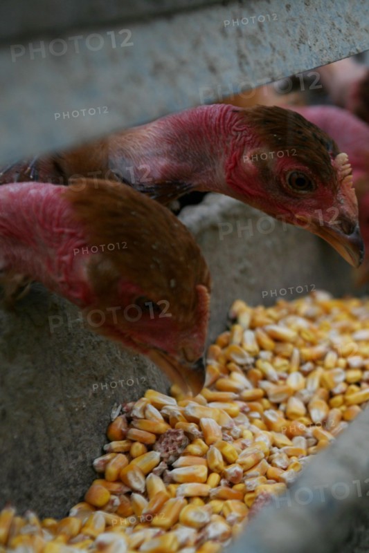 Mangeoir de poules