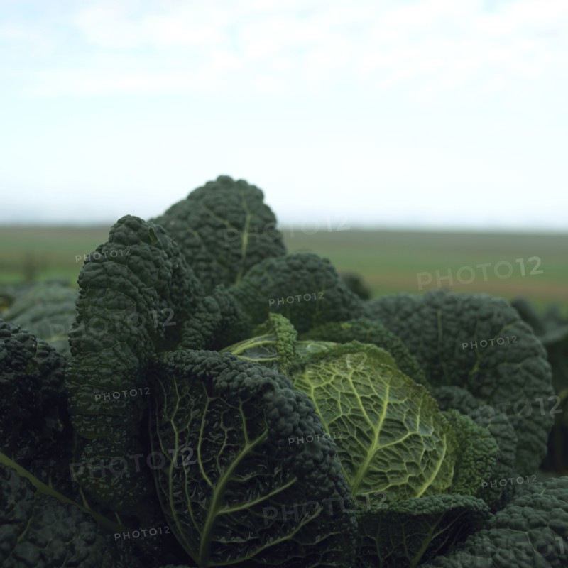 Cabbage