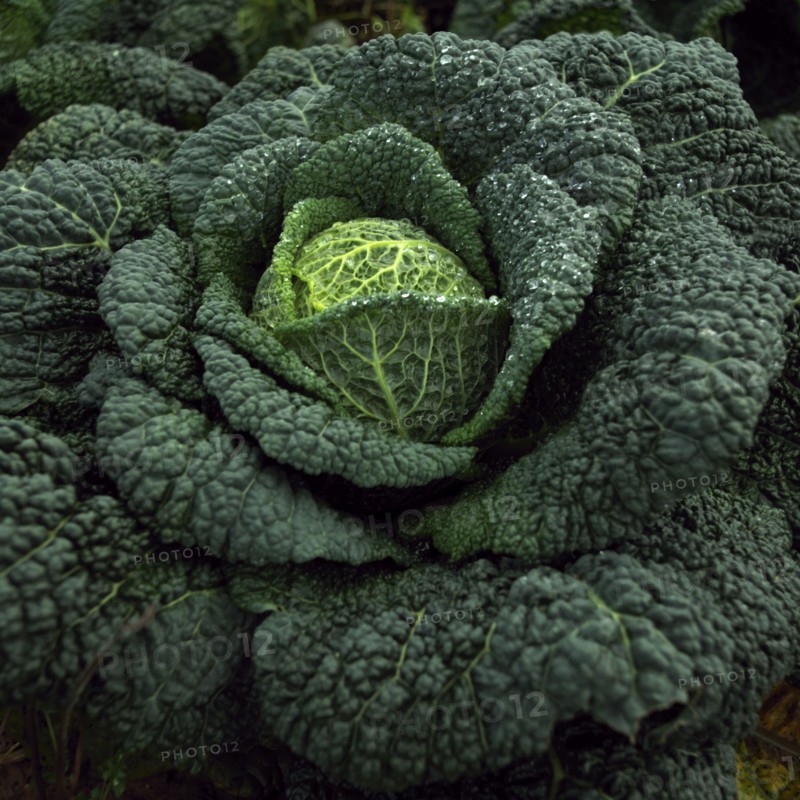 Cabbage