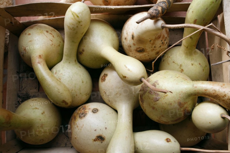 Courges en cagette