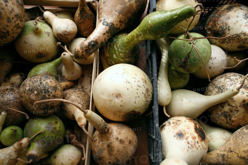 Courges en cagette