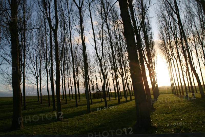 Forest