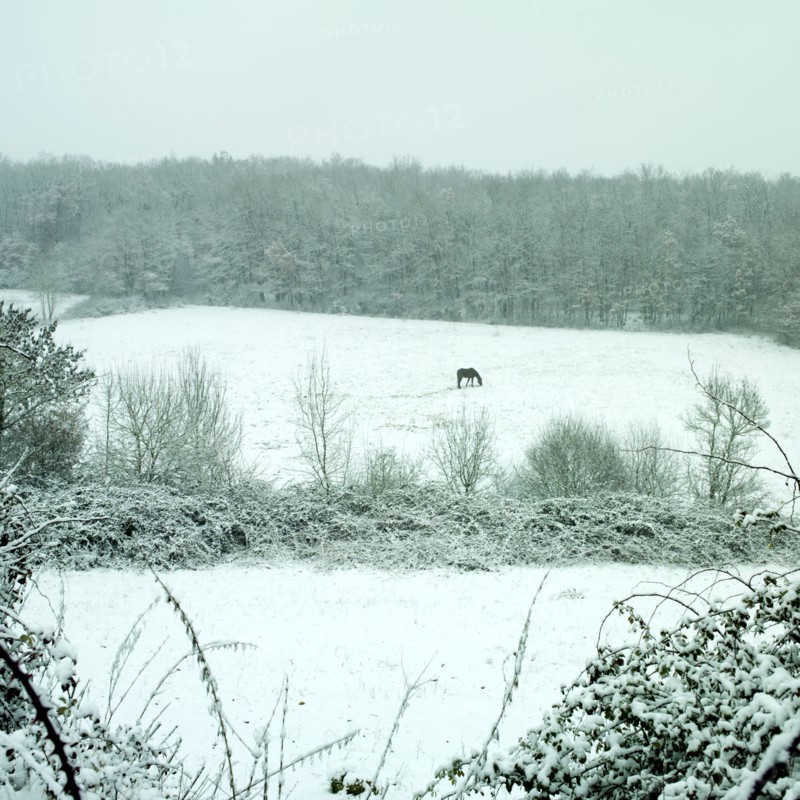 Cheval dans un champ enneige