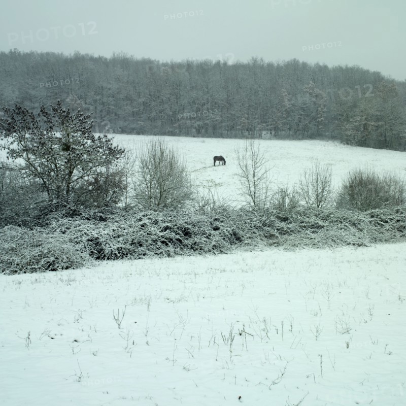 Cheval dans un champ enneige