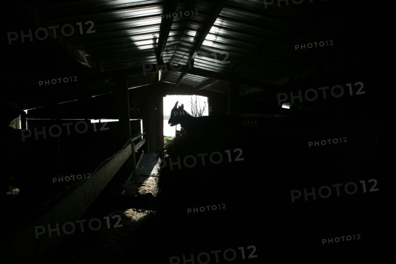 Silhouette de chevreau
